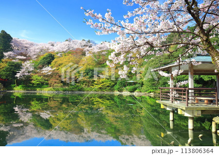 【富山県】晴天の高岡古城公園と満開の桜（北内濠） 113806364