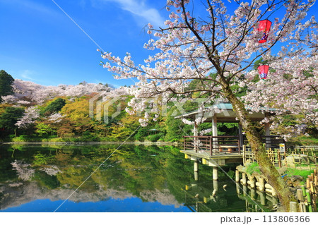 【富山県】晴天の高岡古城公園と満開の桜（北内濠） 113806366