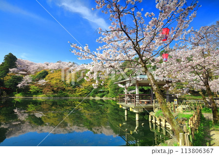 【富山県】晴天の高岡古城公園と満開の桜（北内濠） 113806367