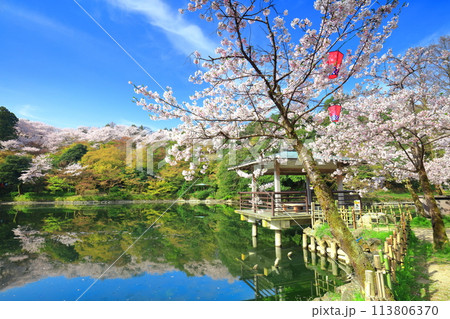 【富山県】晴天の高岡古城公園と満開の桜（北内濠） 113806370