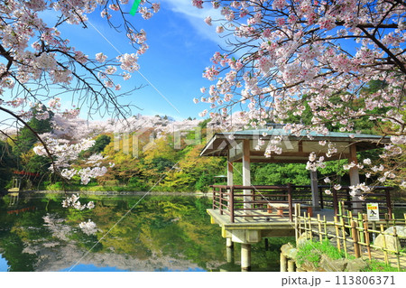 【富山県】晴天の高岡古城公園と満開の桜（北内濠） 113806371