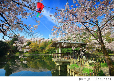 【富山県】晴天の高岡古城公園と満開の桜(北内濠) 【富山県】晴天の高岡古城公園と満開の桜(北内濠) 113806374