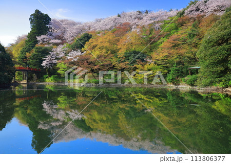 【富山県】晴天の高岡古城公園と満開の桜（北内濠） 113806377