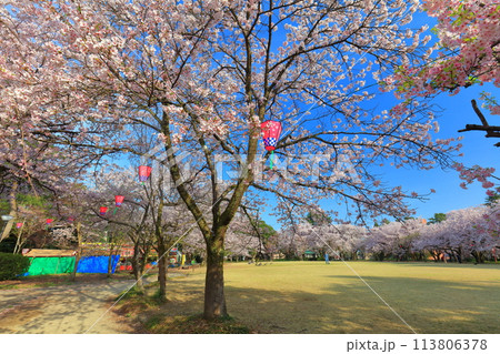 【富山県】晴天の高岡古城公園と満開の桜（小竹藪広場） 113806378