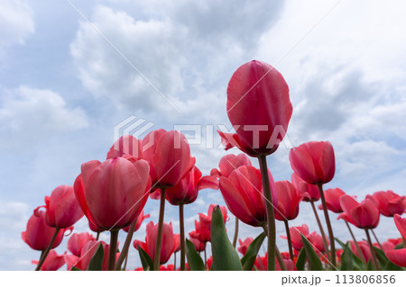 満開のチューリップと春の空のコピースペース 113806856