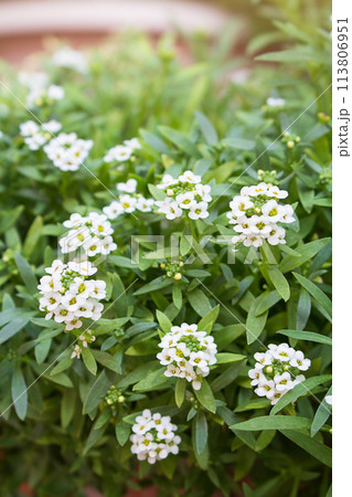 Bush blossom Alyssum maritimum, common name sweet alison , plant. Gardening. Macro Bush blossom Alyssum maritimum, common name sweet alison , plant. Gardening. Macro 113806951