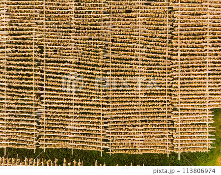 Cod stockfish drying on racks, Lofoten islands Norway 113806974
