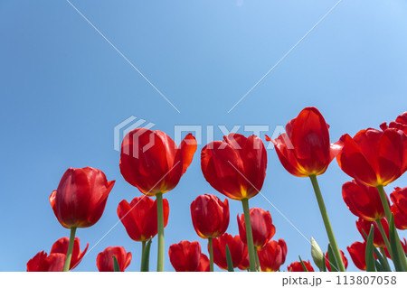 満開のチューリップと快晴の空のコピースペース 113807058