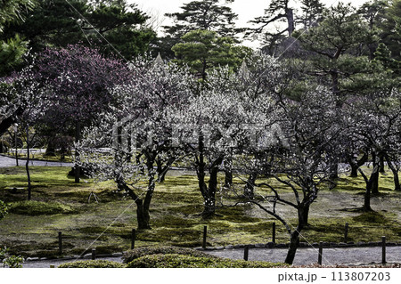 梅が咲き誇る早春の兼六園 梅が咲き誇る早春の兼六園 113807203