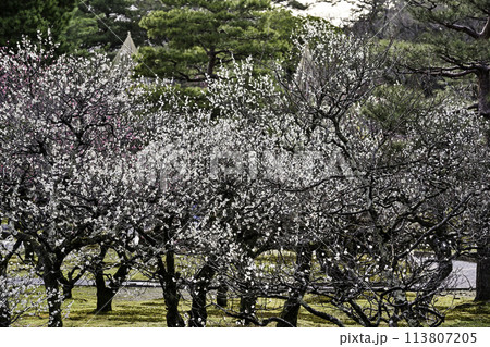 梅が咲き誇る早春の兼六園 梅が咲き誇る早春の兼六園 113807205