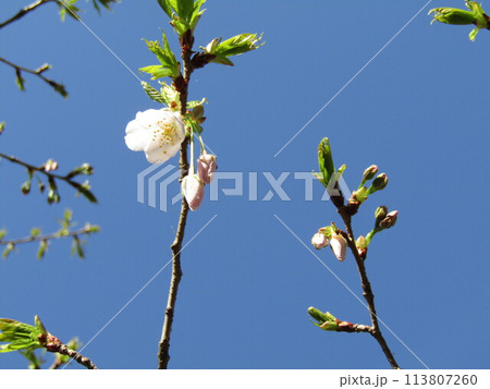 咲き始めたこじま花の会桜並木のサクラの花 113807260