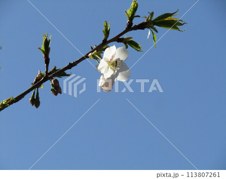 咲き始めたこじま花の会桜並木のサクラの花 113807261