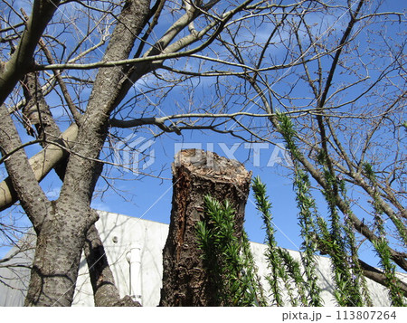 もうすぐ咲くこじま花の会桜並木のサクラの木 もうすぐ咲くこじま花の会桜並木のサクラの木 113807264