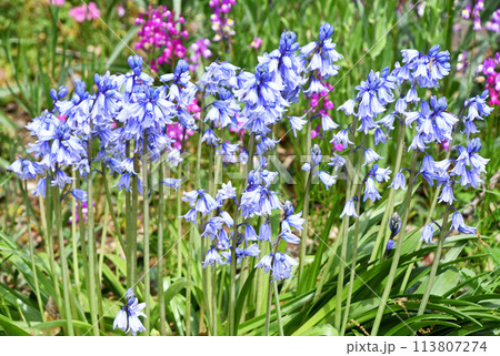 ツリガネズイセン(釣鐘水仙) ツリガネズイセン(釣鐘水仙) 113807274