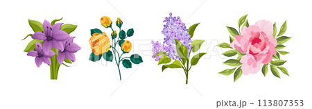 Blooming Flower on Green Stem as Garden Botany Vector Set Blooming Flower on Green Stem as Garden Botany Vector Set 113807353