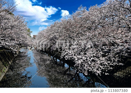川に映り込む満開の桜 113807380