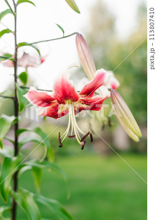 White and pink lily flower Scheherazade in the garden 113807410