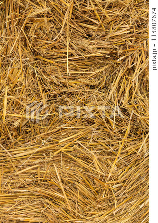 Detailed closeup of scattered hay 113807674