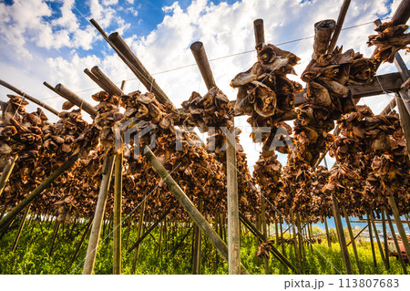 Cod stockfish drying on racks, Lofoten islands Norway Cod stockfish drying on racks, Lofoten islands Norway 113807683