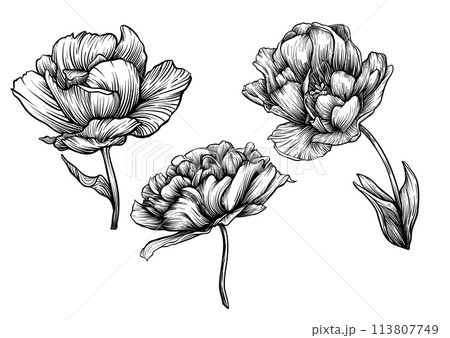 Terri Tulip flowers, decorative flowers and leaves in art nouveau style 113807749