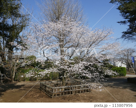 満願寺の小桜　　（埼玉県行田市） 113807956