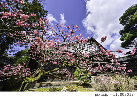 紅梅が美しい瑞雲寺の春 紅梅が美しい瑞雲寺の春 113808018