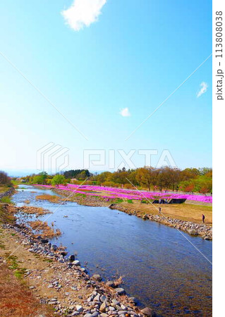 芝桜　シバザクラ　しばざくら　立谷川　桜　山形市 113808038