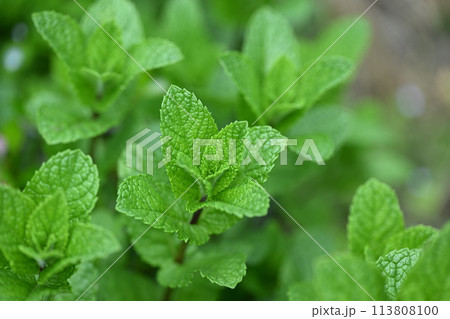 春のアップルミント 113808100