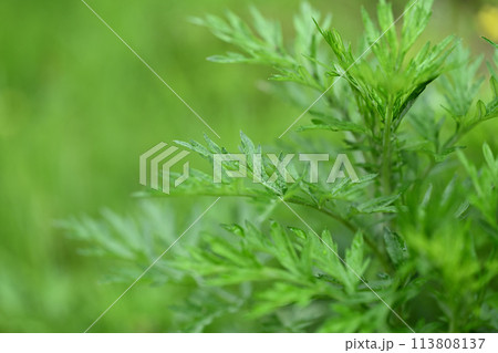 春のヨモギ（蓬） 113808137