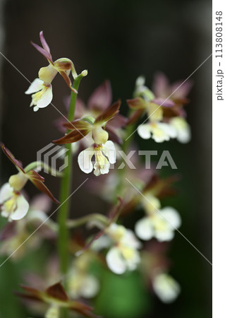 エビネ(海老根)の花 エビネ(海老根)の花 113808148