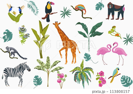 Hand drawn flat exotic flora and fauna elements collection with wild animals and tropical plants Hand drawn flat exotic flora and fauna elements collection with wild animals and tropical plants 113808157