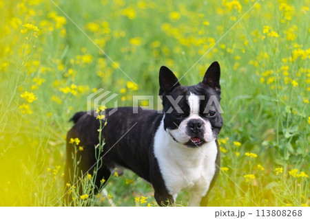 菜の花の中で可愛く見つめるボストンテリアのマイティ君♡ 113808268