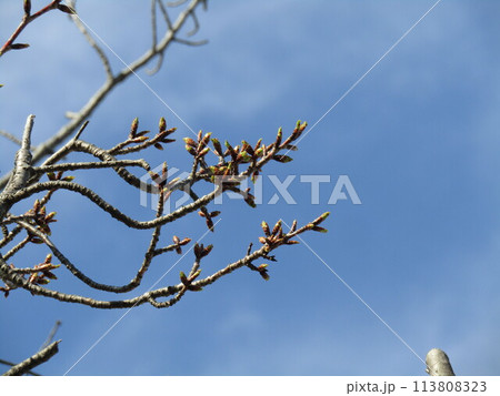もうすぐ咲くこじま花の会桜並木のサクラの蕾 もうすぐ咲くこじま花の会桜並木のサクラの蕾 113808323