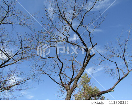 もうすぐ咲くこじま花の会桜並木のサクラの木 もうすぐ咲くこじま花の会桜並木のサクラの木 113808333