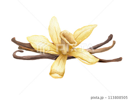 Vanilla flower and pods. Hand drawn watercolor isolated illustration spice 113808505