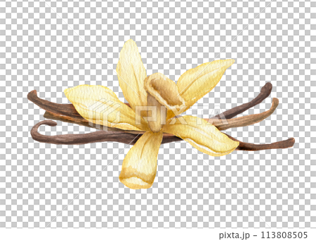 Vanilla flower and pods. Hand drawn watercolor isolated illustration spice 113808505