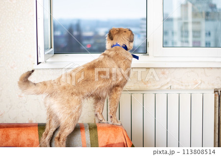 A sporting dog breed in a collar, standing on a wood couch, gazing out a window 113808514