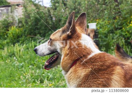 Brown dog in the garden in green grass Brown dog in the garden in green grass 113808600