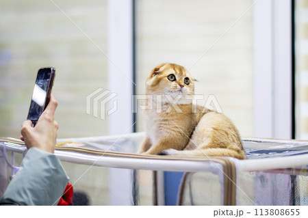 Scottish fold kitten closeup portrait at home Scottish fold kitten closeup portrait at home 113808655