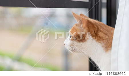 窓から外を眺める猫　茶トラ白 113808662