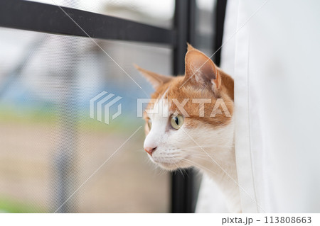 窓から外を眺める猫　茶トラ白 113808663