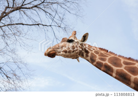 キリンの顔アップ 高解像度撮影 キリンの顔アップ 高解像度撮影 113808813