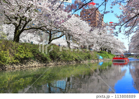 【富山県】松川べりと松川遊覧船と満開の桜 113808889
