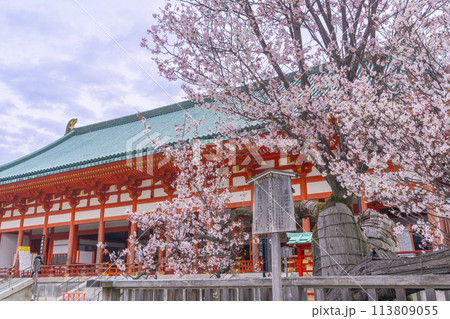 平安神宮 外拝殿と満開の左近の桜 平安神宮 外拝殿と満開の左近の桜 113809055