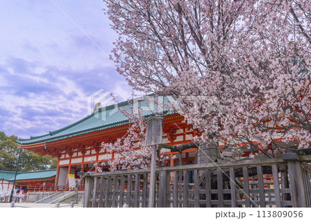 平安神宮　外拝殿と満開の左近の桜 113809056