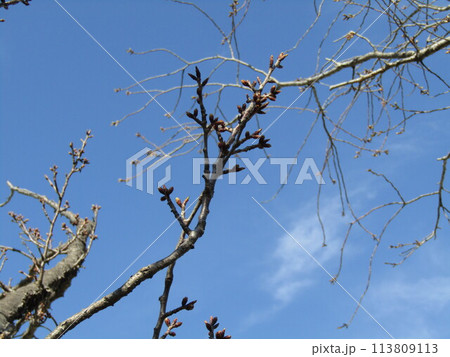 もうすぐ咲くこじま花の会桜並木のサクラの蕾 もうすぐ咲くこじま花の会桜並木のサクラの蕾 113809113