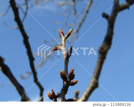 もうすぐ咲くこじま花の会桜並木のサクラの木 もうすぐ咲くこじま花の会桜並木のサクラの木 113809116