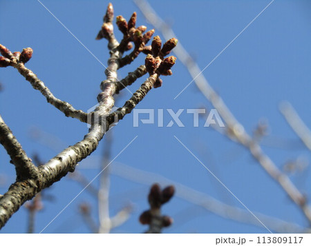 もうすぐ咲くこじま花の会桜並木のサクラの蕾 もうすぐ咲くこじま花の会桜並木のサクラの蕾 113809117