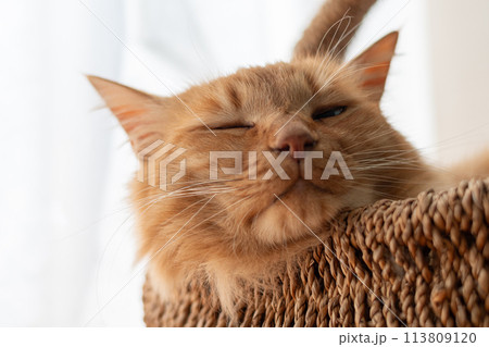 眠る猫　茶トラ猫 113809120