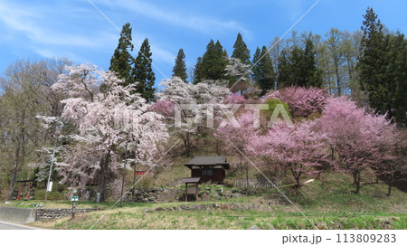 白馬村　伝行山の徹然桜（しだれ桜） 113809283